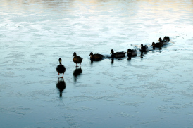 Leadership_ducks
